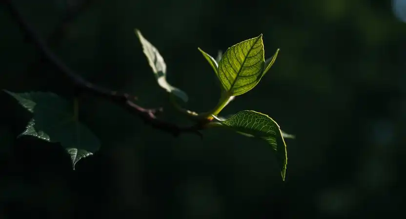 white balance vo fotografii a uprava farby svetla