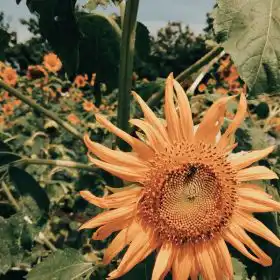 Úprava fotografií na monitore alebo v mobile - fotku v mobile